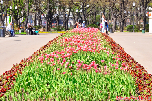 тюльпаны в парке
